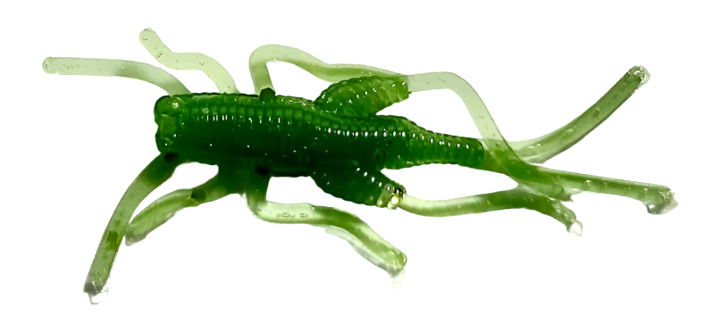 Appalachian Baits Mountain Cricketz