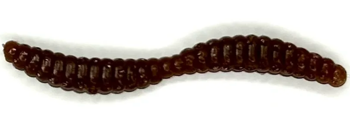 Appalachian Baits Mountin Grubz