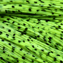  Bright Yellow Chartreuse Dalmatian - 131