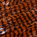  Orange Crush Black Barbed Wire - 402