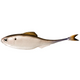  4K Shad