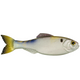  4K Shad