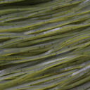  Watermelon Rind - 529