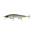  American Shad