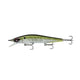  American Shad