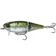  American Shad