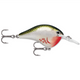  Bleeding Olive Shiner