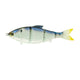  Blueback Herring