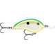  Citrus Shad