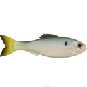  Clearwater Shad