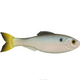  Clearwater Shad