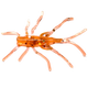  Hornyhead