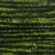  Dark Olive - C2901