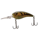  Green Pumpkin Orange