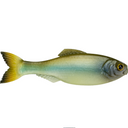  Ghost Minnow