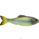  Ghost Minnow