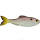  Ghost Pro Shad