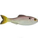  Ghost Pro Shad