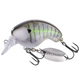  Gill with Bone