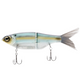  Gizzard Shad