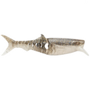  Gizzard Shad