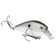  Gizzard Shad