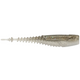  Gizzard Shad