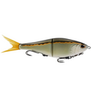  Golden Shiner