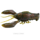  Grass Craw