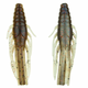  Gravel Craw