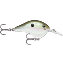  Green Gizzard Shad