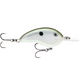  Green Gizzard Shad