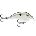  Green Gizzard Shad