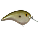  Green Gizzard Shad