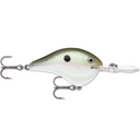  Green Gizzard Shad