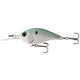 Green Threadfin