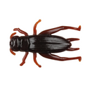  Cricket Brown