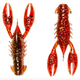  Hot Craw