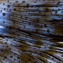  Living Image Magic Craw Blue Swirl - 538