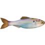 6th Sense Plump Panorama Live Gizzard Shad