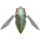  Lamune Bug