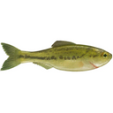  Live Baby Bass