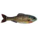  Live Bluegill