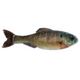  Live Bluegill