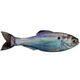  Live Gizzard Shad