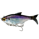  Live Gizzard Shad