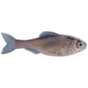  Live Minnow