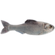  Live Shad
