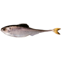  Live Shad