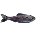  Live Threadfin Shad